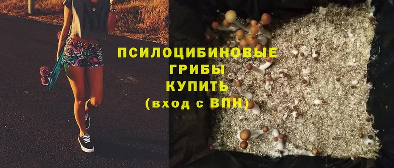 что такое   OMG ссылки  Галлюциногенные грибы Psilocybe  Галич 